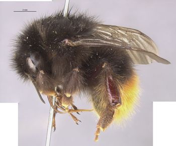Media type: image;   Entomology 8985 Aspect: habitus lateral view